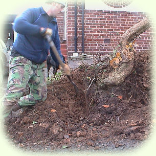 digging oak picture